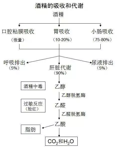 喝多少酒开车算酒驾？喝完酒多久能开车？这组数据，都说明白了